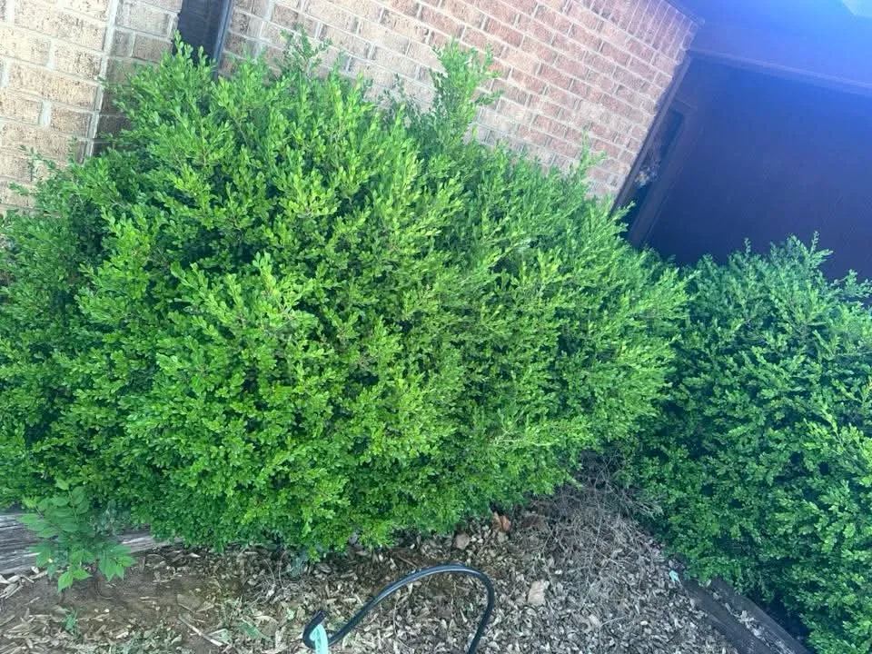 Expert landscape installation experts serving Woodward, OK - Willow B's Lawn and Treez