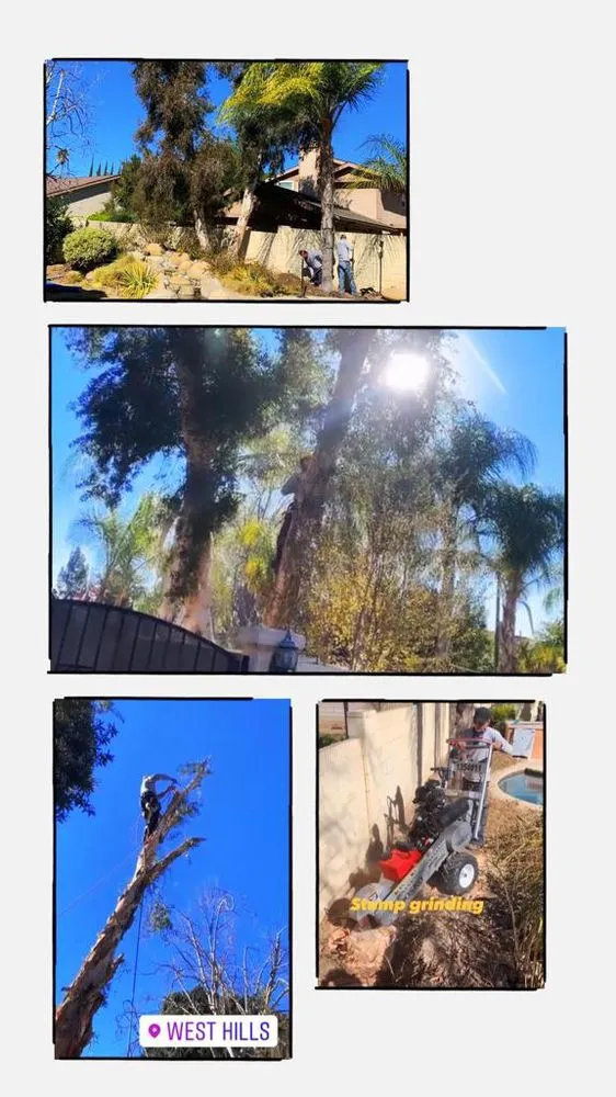 Top-rated yard maintenance for outdoor upgrades in Reseda, CA by Willow Creek Landscape & Gardening