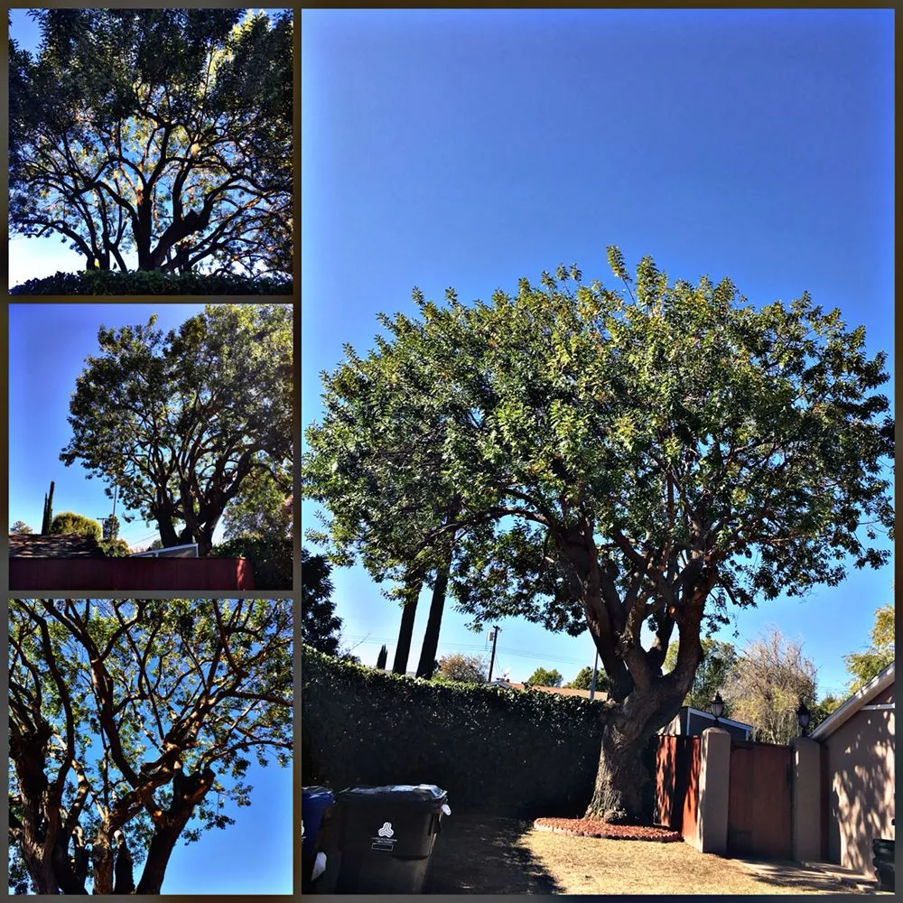 Local yard maintenance with custom design across Reseda, CA - Willow Creek Landscape & Gardening