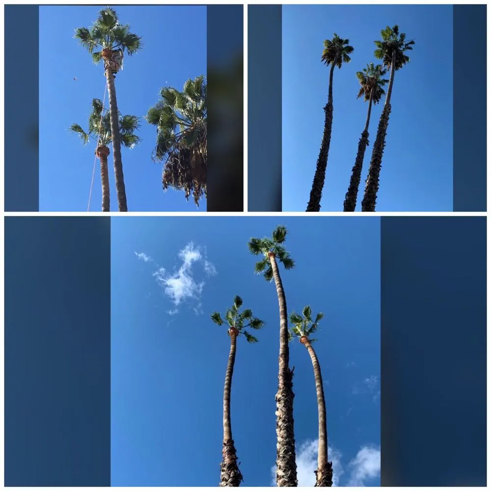 Reliable landscaping services experts serving Reseda, CA - Willow Creek Landscape & Gardening