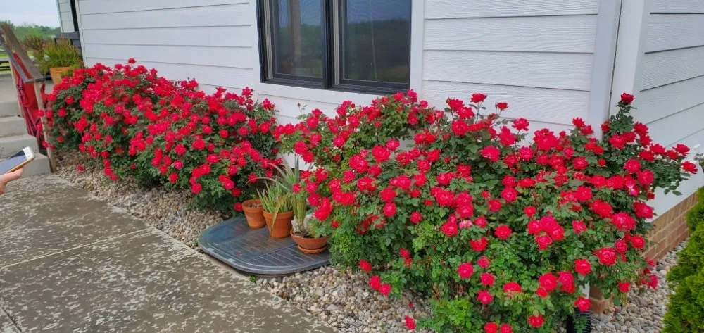 Top-rated landscaping services in Simpsonville, KY - Willow Farms Lawn & Landscape