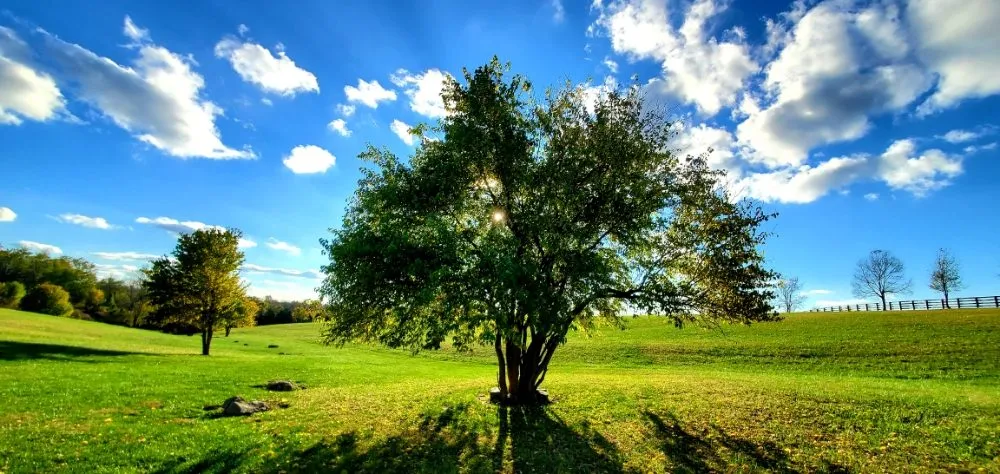 Affordable lawn mowing service in Simpsonville, KY by Willow Farms Lawn & Landscape