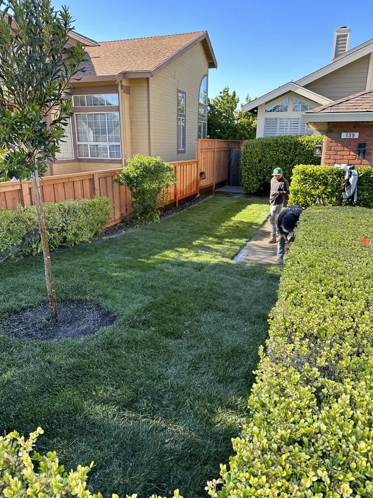 Top-rated lawn care service for beautiful yards in Petaluma, CA by Willow Landscaping