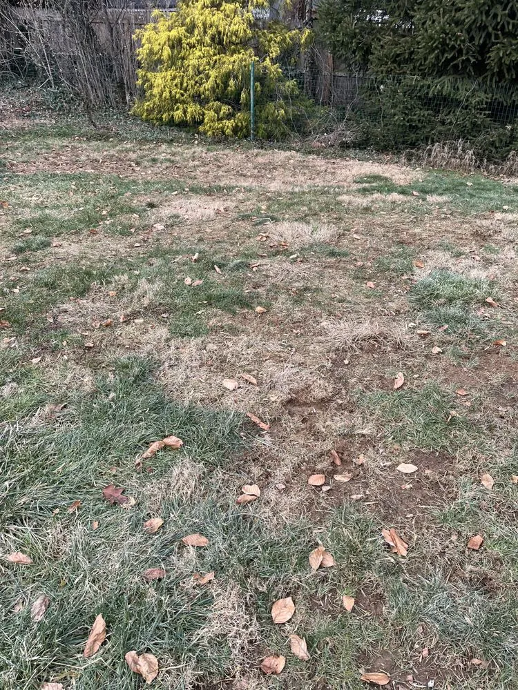 Affordable yard cleanup service in Hatboro, PA - Willow Tree & Landscape Services