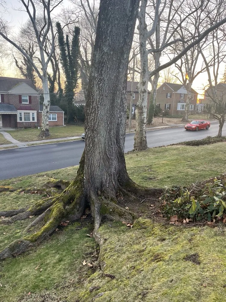 Professional lawn mowing service experts serving Hatboro, PA - Willow Tree & Landscape Services