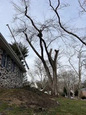 Willow Tree & Landscape Services