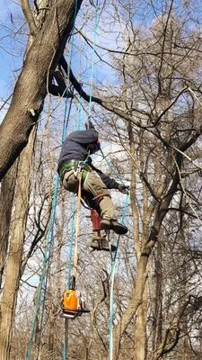 Willow Tree Landscaping & Masonry Logo