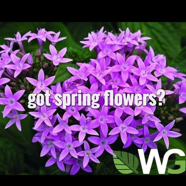 Custom landscape installation in Mandeville, LA - WillowGrove Landscape