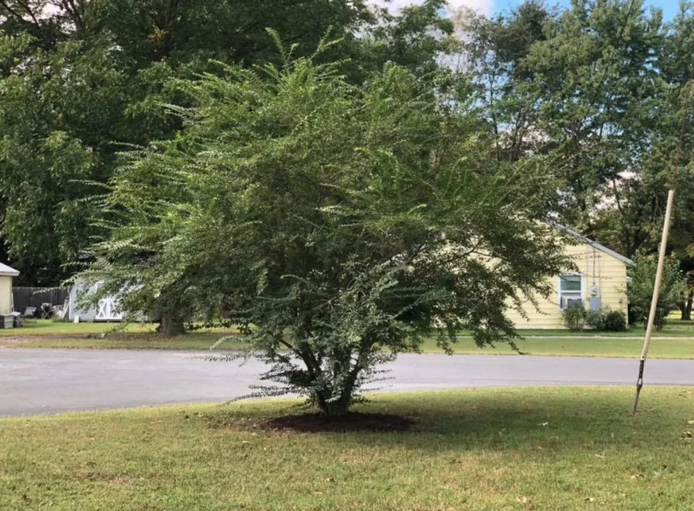 Professional residential landscaping experts serving Berlin, MD - Willow’s Concrete & Landscaping