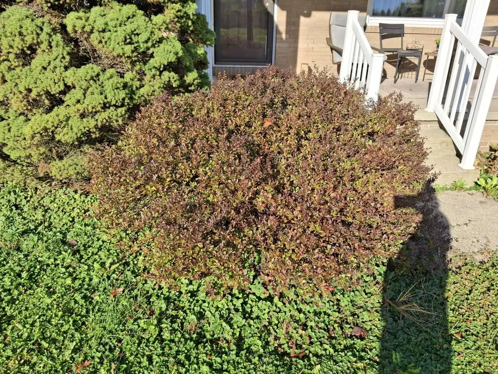 Trusted yard maintenance in New Middletown, OH by Willows Green Service