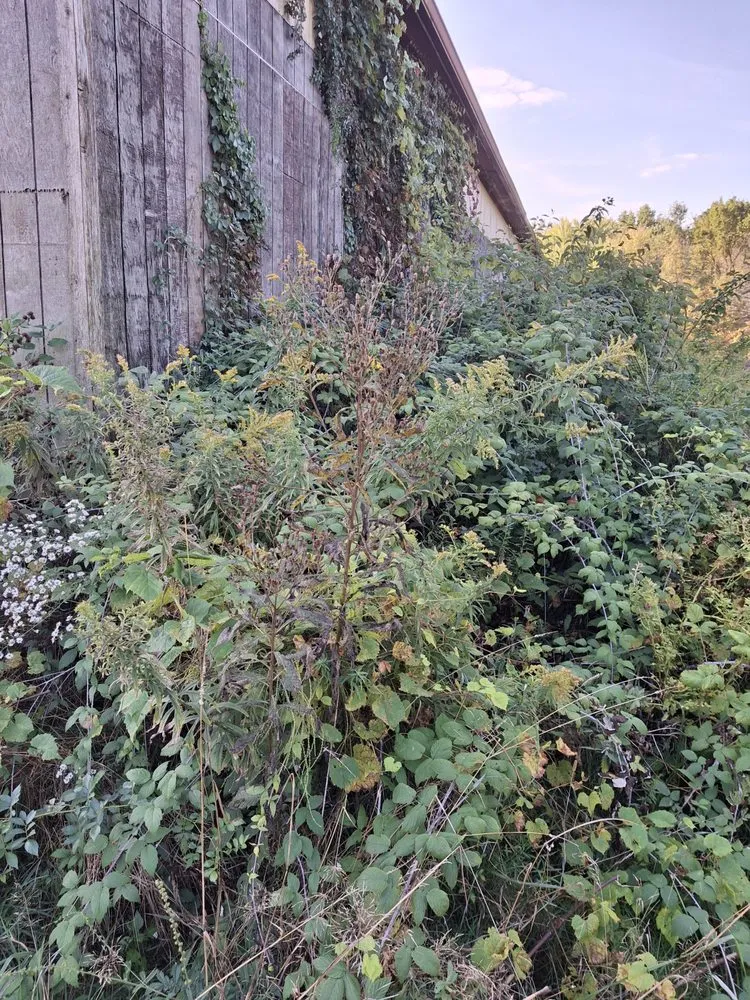 Custom lawn care service for beautiful yards in New Middletown, OH by Willows Green Service