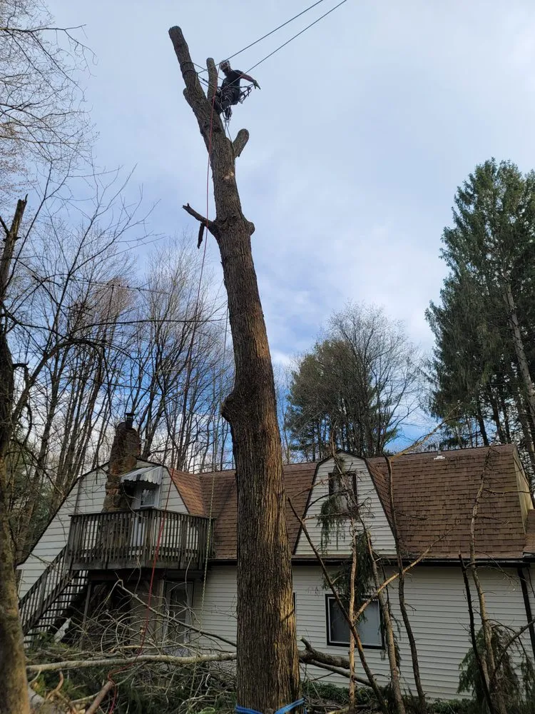 Local landscape installation experts serving Utica, PA - Wills Certified Tree Care