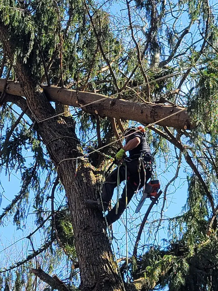 Custom lawn mowing service for year-round maintenance in Utica, PA by Wills Certified Tree Care