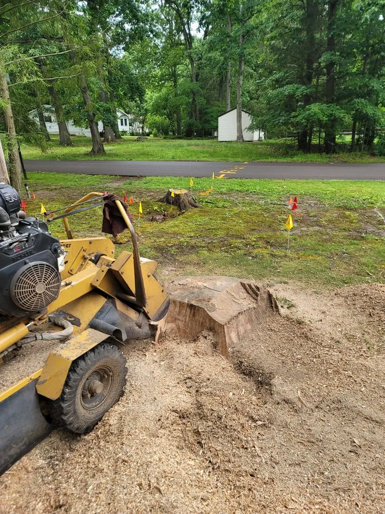 Custom yard cleanup service in Utica, PA - Wills Certified Tree Care