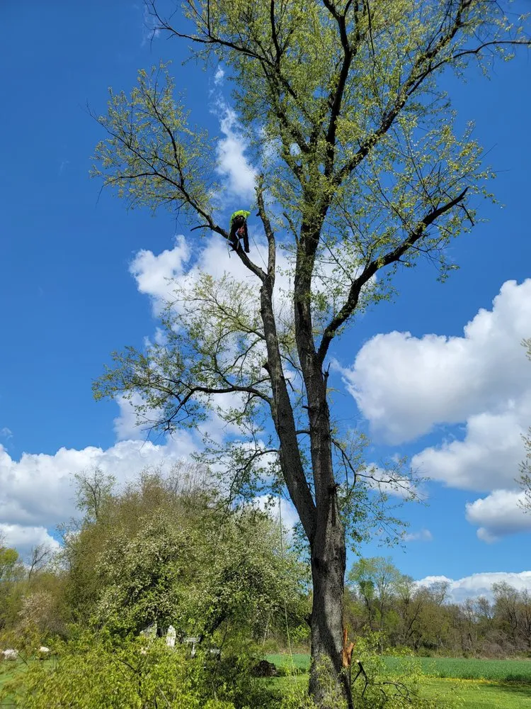 Reliable garden landscaping experts serving Utica, PA - Wills Certified Tree Care