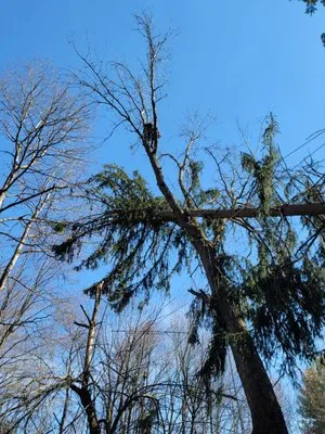 Wills Certified Tree Care