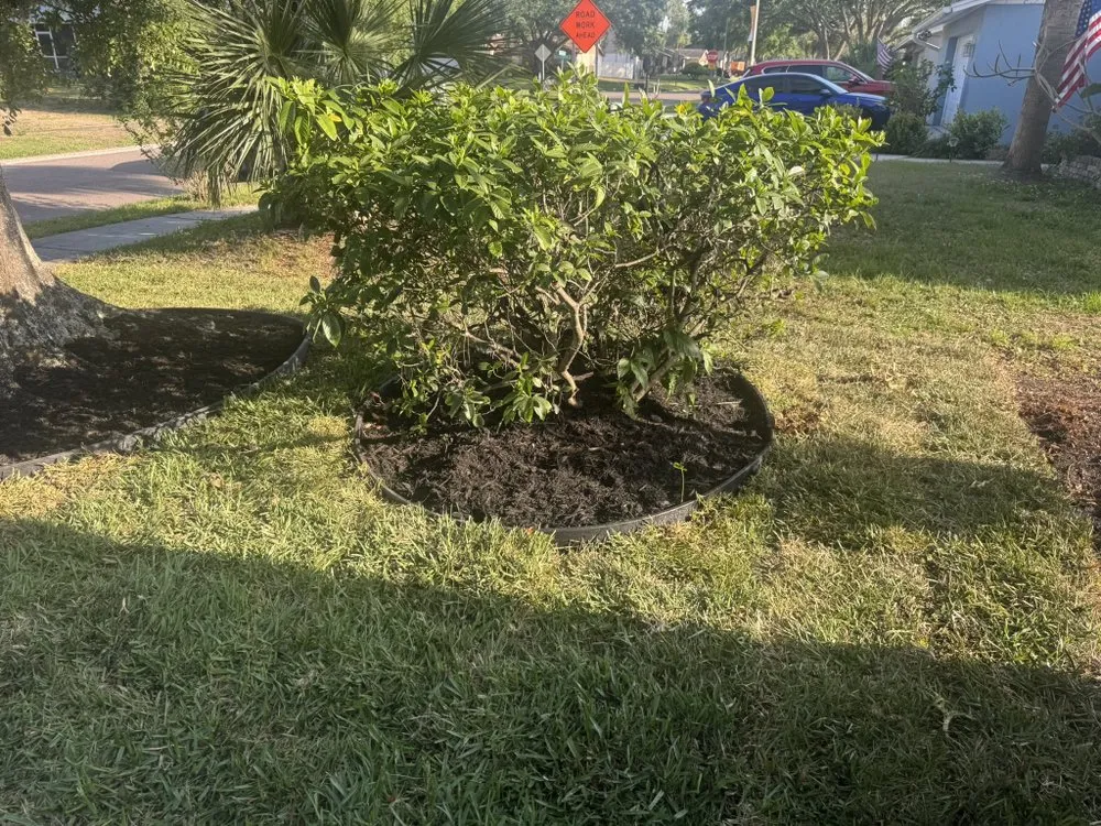 Local landscape design in Tampa, FL by Wills I Am Landscaping