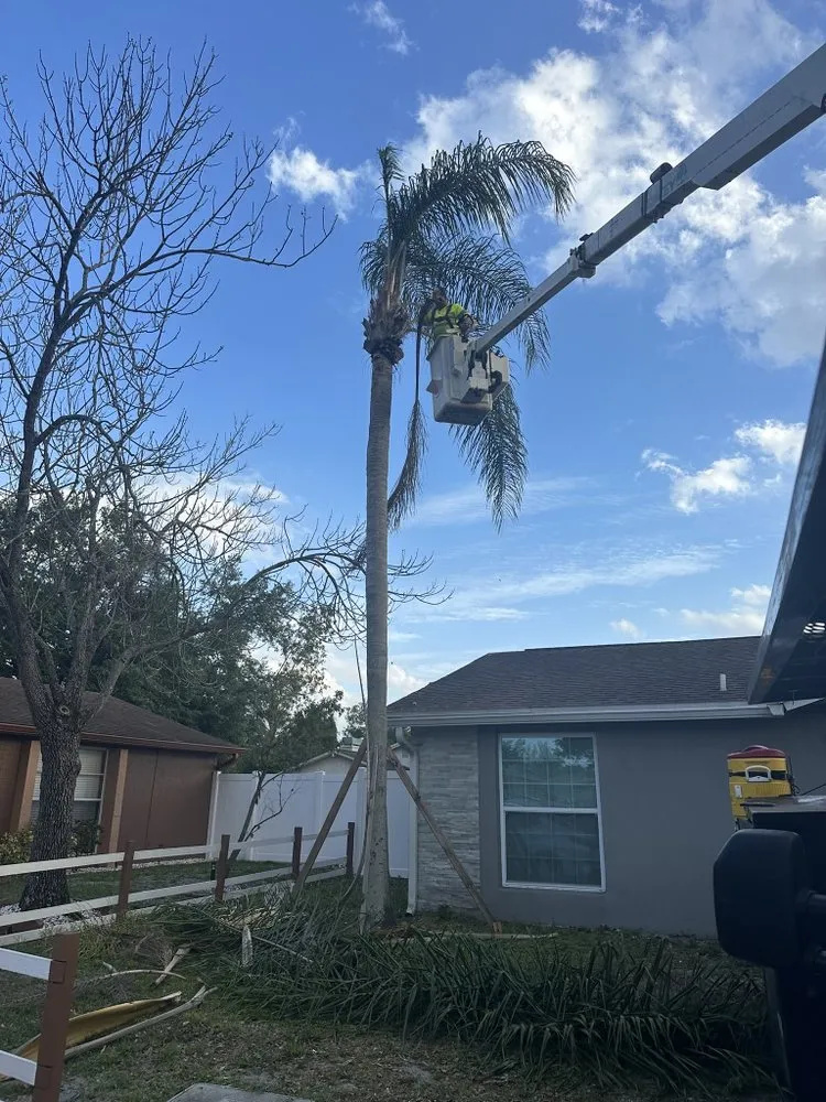 Expert landscaping services near you in Tampa, FL by Wills I Am Landscaping