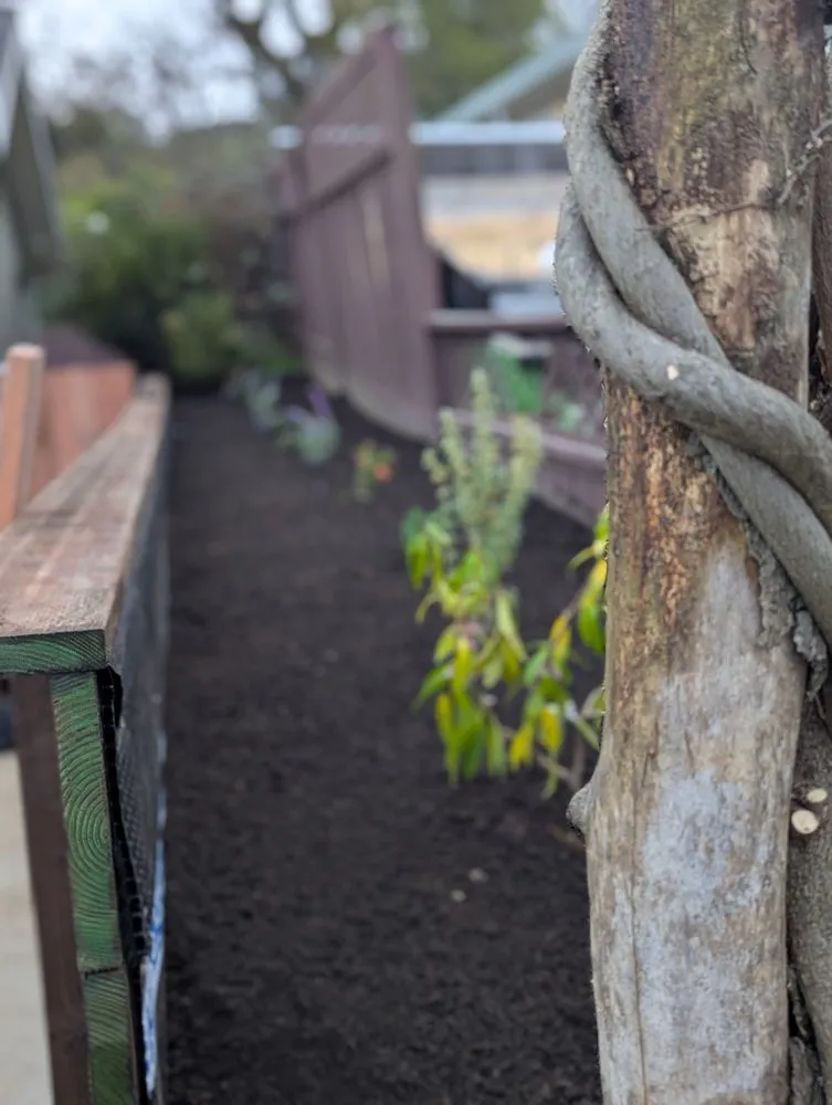 Professional yard cleanup service for homes across Novato, CA - Will's Landscaping