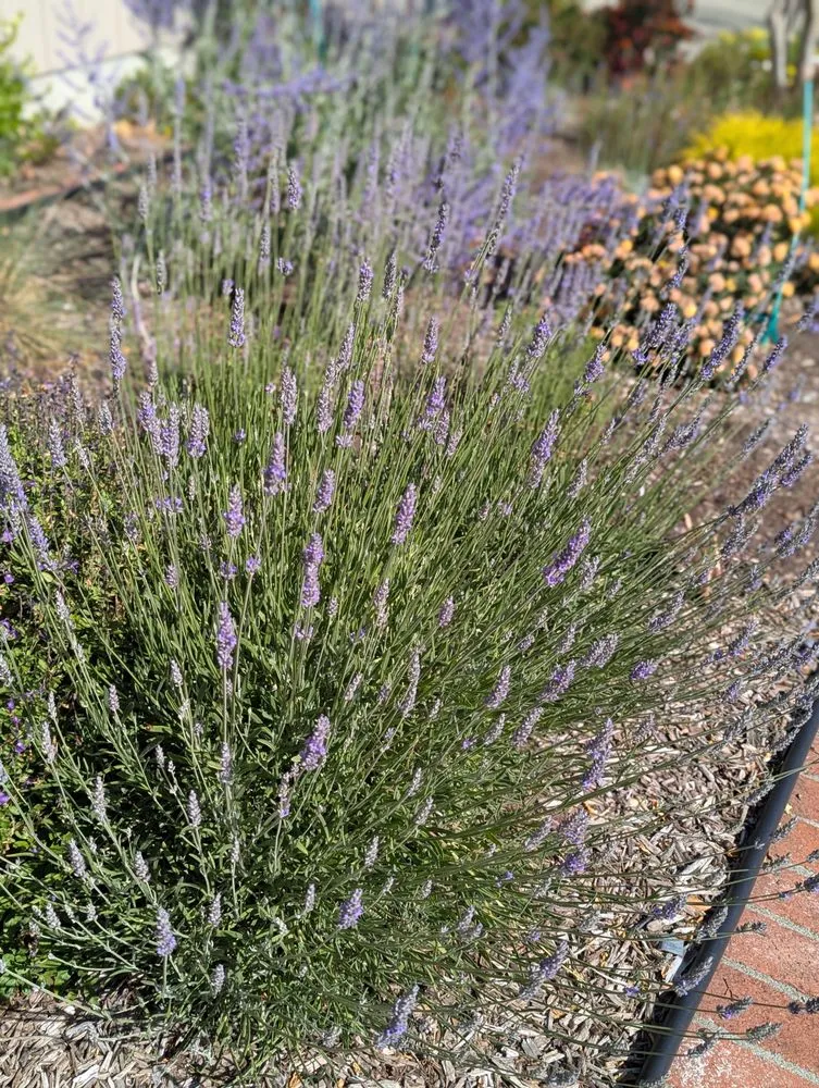 Top-rated residential landscaping in Novato, CA - Will's Landscaping