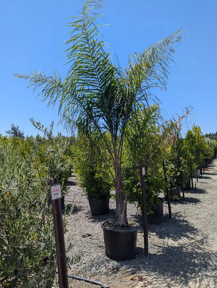 Top-rated lawn mowing service in Novato, CA by Will's Landscaping