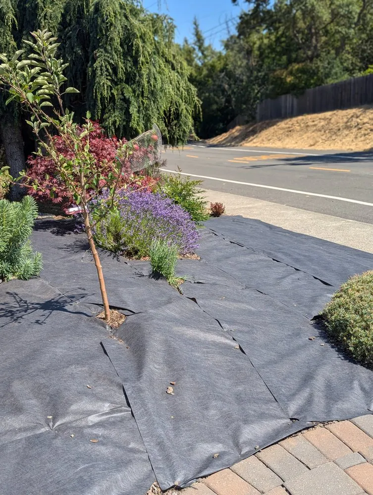 Reliable landscaping services for year-round maintenance in Novato, CA by Will's Landscaping