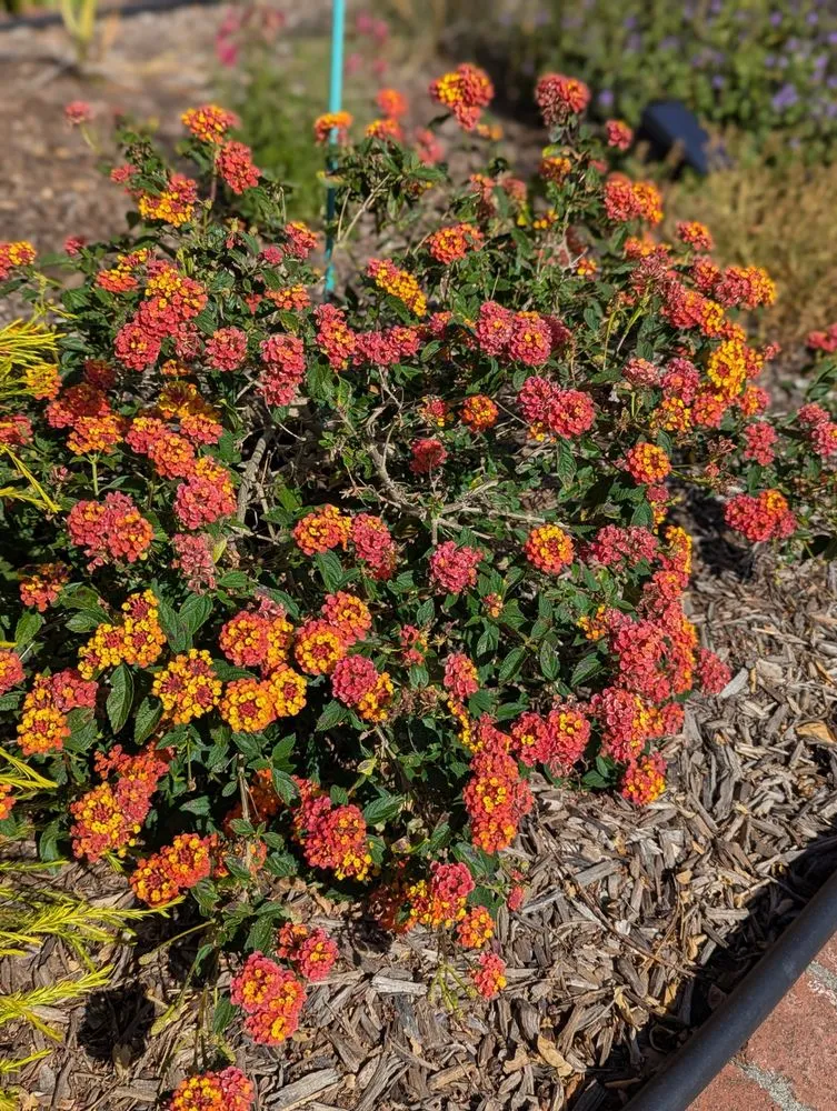 Top-rated lawn mowing service experts serving Novato, CA - Will's Landscaping