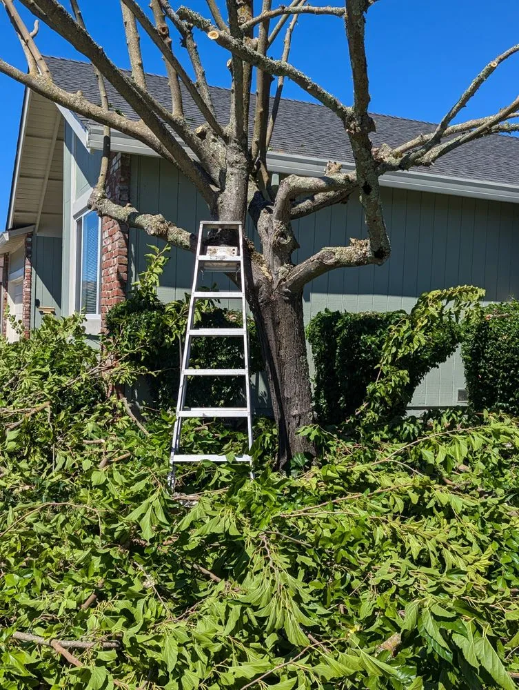 Local landscape design for homes across Novato, CA - Will's Landscaping