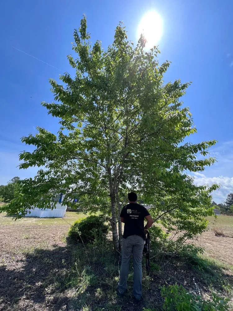 Affordable lawn care service experts serving Fayetteville, NC - Wills Lawn Care