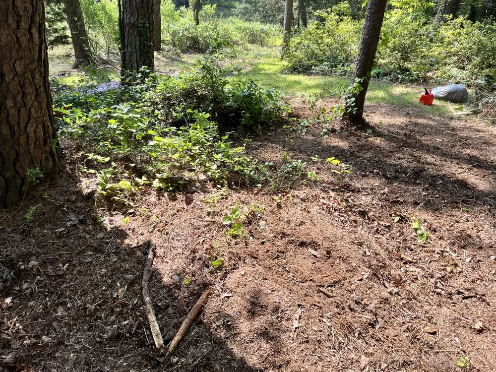 Professional yard maintenance experts serving Virginia Beach, VA - Wills Perfect Turf