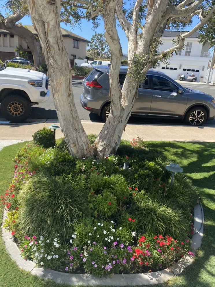 Professional yard cleanup service experts serving Costa Mesa, CA - Will’s Tree & Lawn Maintenance Service