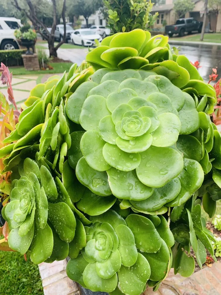 Affordable landscape design experts serving Costa Mesa, CA - Will’s Tree & Lawn Maintenance Service