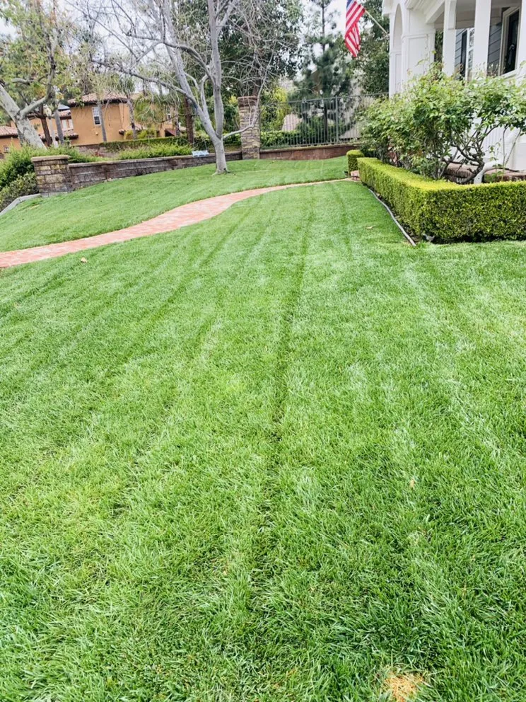 Trusted yard maintenance for year-round maintenance across Costa Mesa, CA - Will’s Tree & Lawn Maintenance Service