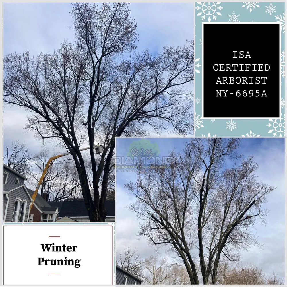 Trusted lawn care service near you in Newburgh, NY by Willy Diamond Property Management