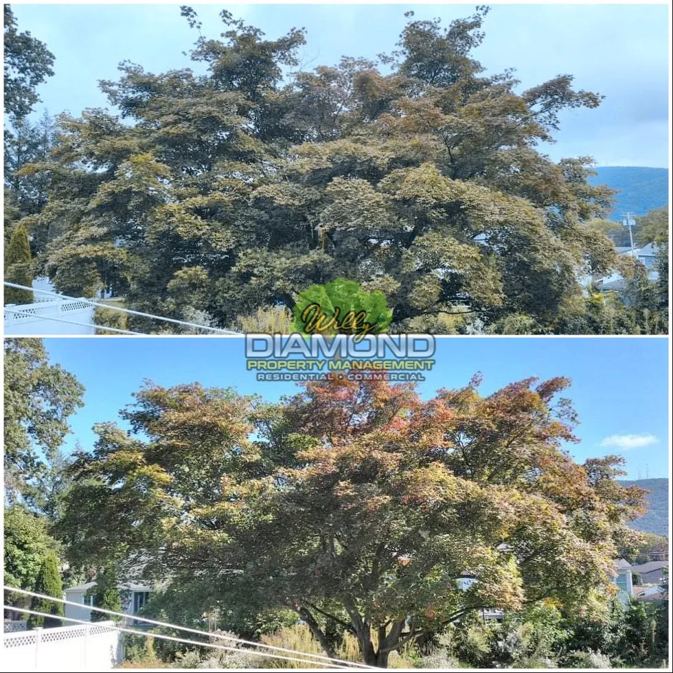 Reliable landscape design for outdoor upgrades in Newburgh, NY by Willy Diamond Property Management