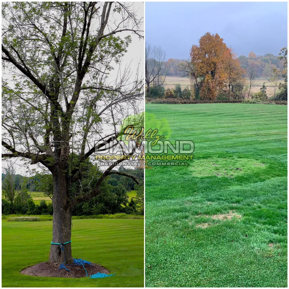 Trusted yard cleanup service in Newburgh, NY - Willy Diamond Property Management