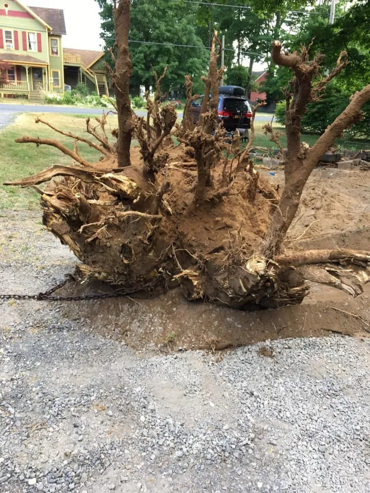 Reliable yard maintenance in Kingston, NY - Willy's Landscaping