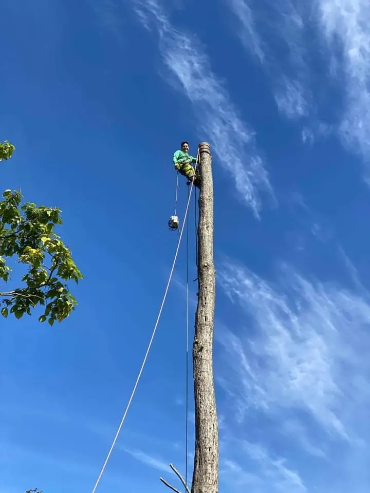 Reliable yard cleanup service near you across Kingston, NY - Willy's Landscaping