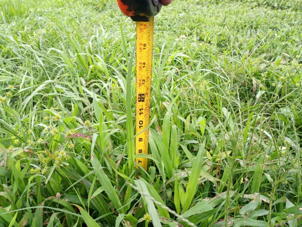 Professional lawn mowing service in Chesapeake, VA by Willy's Lawn Care & Pressure Washer Service