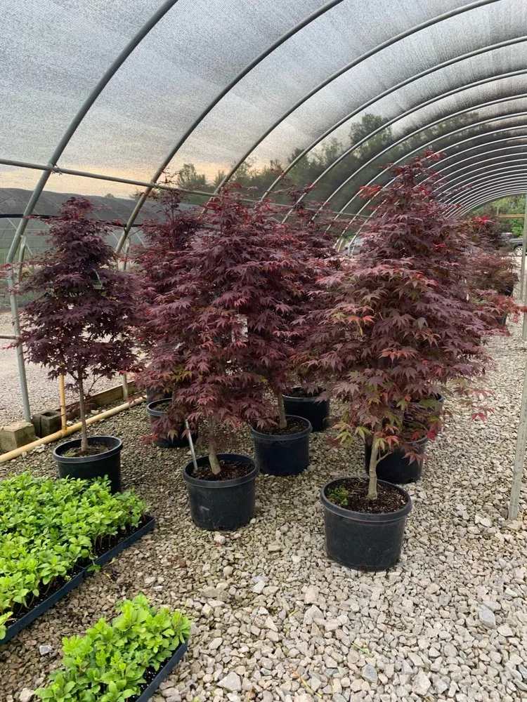 Expert landscaping services in Antioch, TN - Willy’s Tree Service