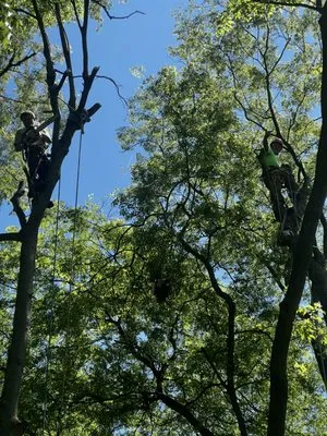 Willy’s Tree Service Logo
