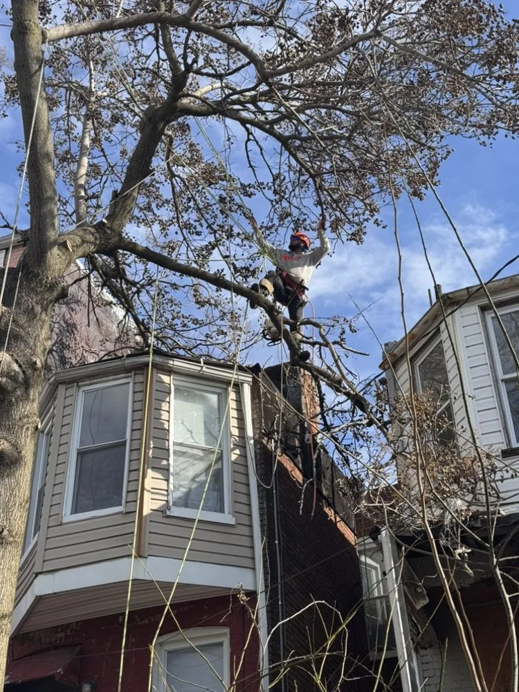 Custom landscaping services in Silver Spring, MD by Willys Treemen and Landscaping Services