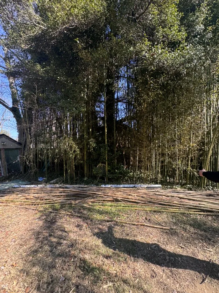 Custom yard maintenance in Silver Spring, MD by Willys Treemen and Landscaping Services