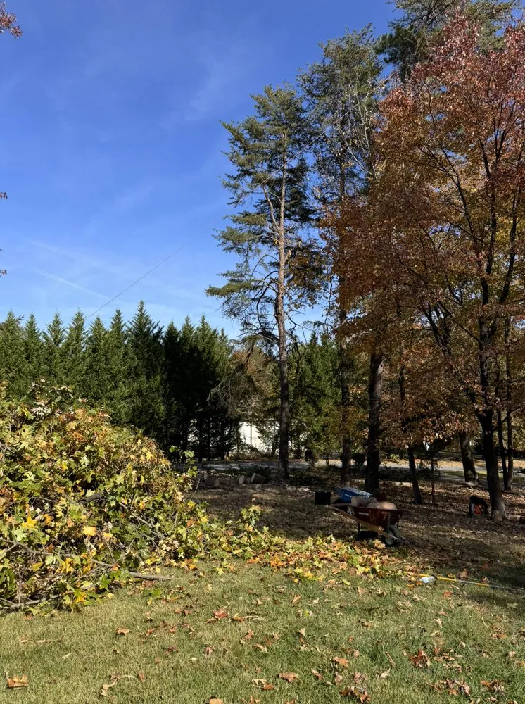 Professional yard cleanup service in Silver Spring, MD by Willys Treemen and Landscaping Services