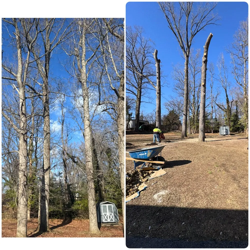 Top-rated outdoor landscaping for beautiful yards across Silver Spring, MD - Willys Treemen and Landscaping Services