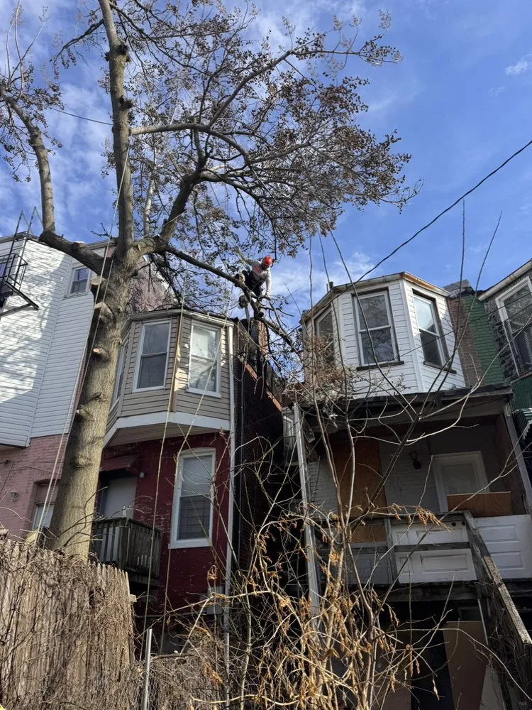 Expert lawn care service for year-round maintenance across Silver Spring, MD - Willys Treemen and Landscaping Services