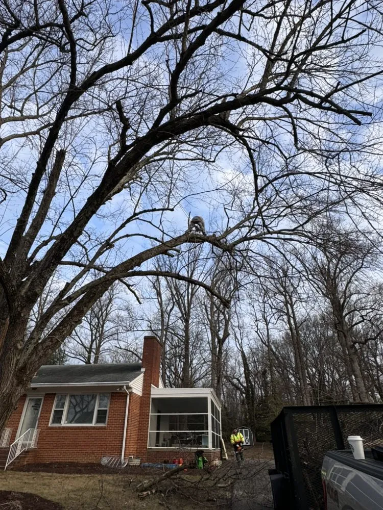 Local landscape design for homes in Silver Spring, MD by Willys Treemen and Landscaping Services