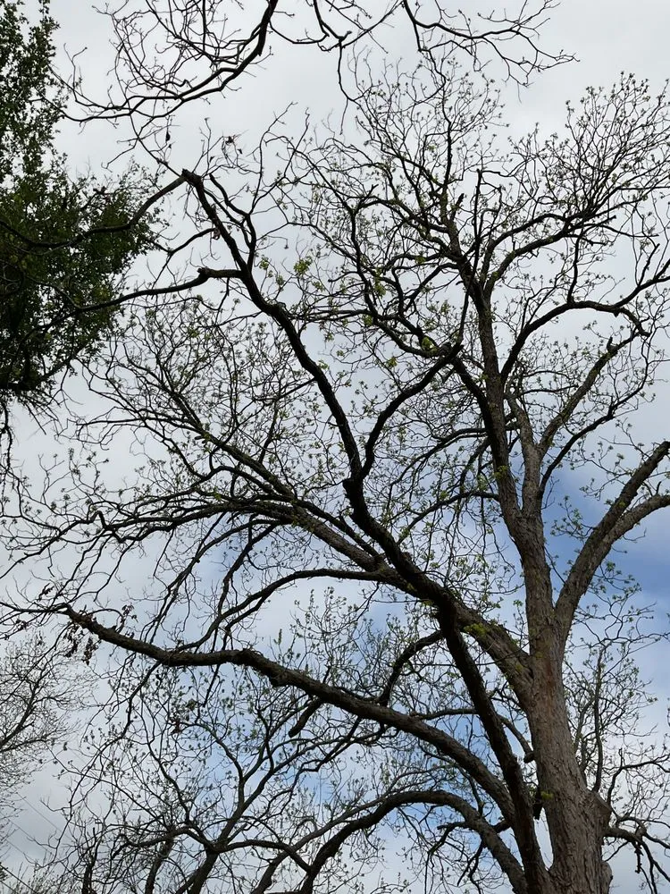 Top-rated yard cleanup service experts serving Austin, TX - Wilmer Tree Service