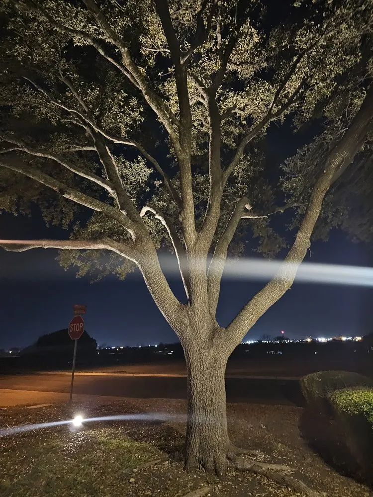 Top-rated yard maintenance in Austin, TX - Wilmer Tree Service