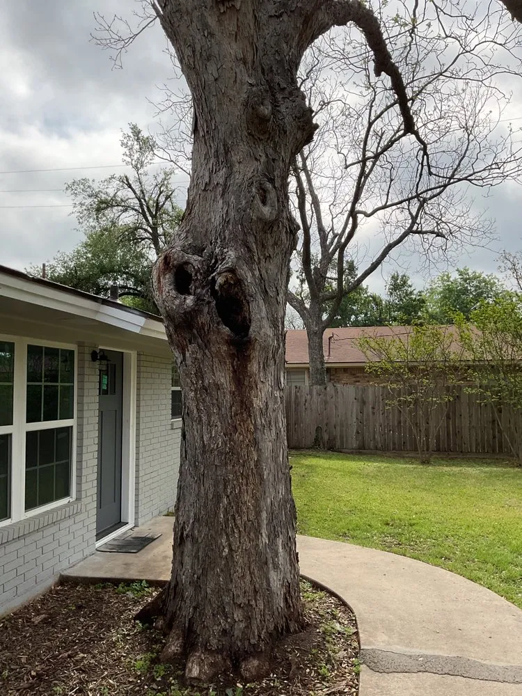 Custom landscape installation for homes in Austin, TX by Wilmer Tree Service